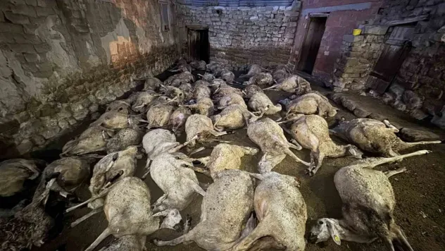 Ahırdan gelen sesleri tilki sandı: Meğer bütün koyunlarını kurt boğmuş