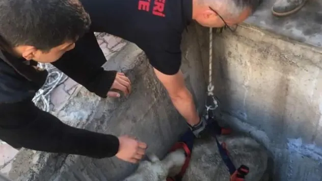 Kuyuya düşen koyunu itfaiye kurtardı