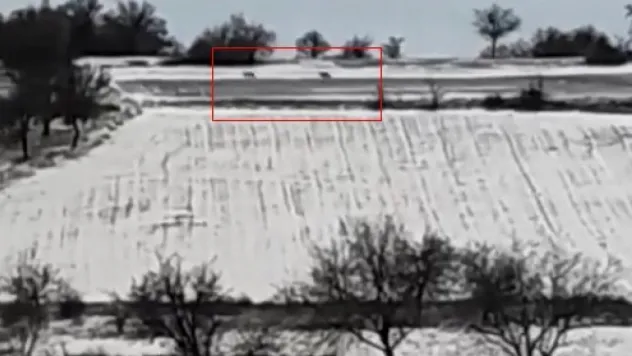 Mahalleye inen kurt sürüsünü bağırarak uzaklaştırdı