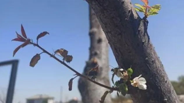 Mevsimler yine şaşırttı: Kıranardı'nda erik ağacı çiçek açtı