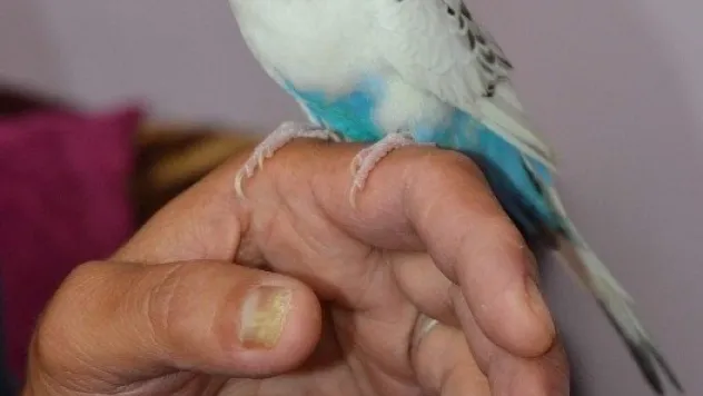 Muhabbet Kuşuna, 'tayyip Başbakan' Demeyi Öğretti