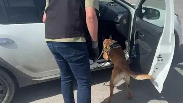 Narkotik Köpeği Mia , otomobilin taban kısmına saklanmış uyuşturucuyu ortaya çıkardı