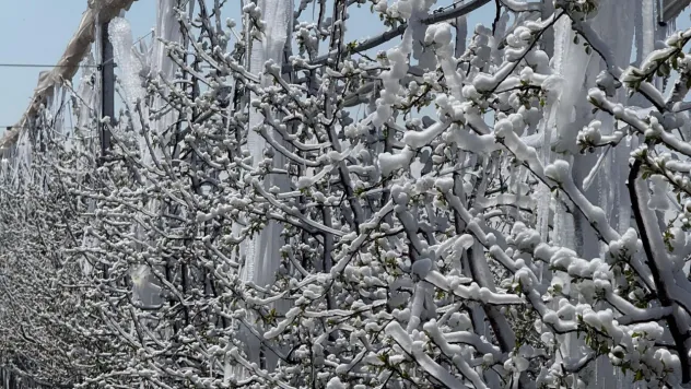 Nisan Soğuğu elmayı vurdu