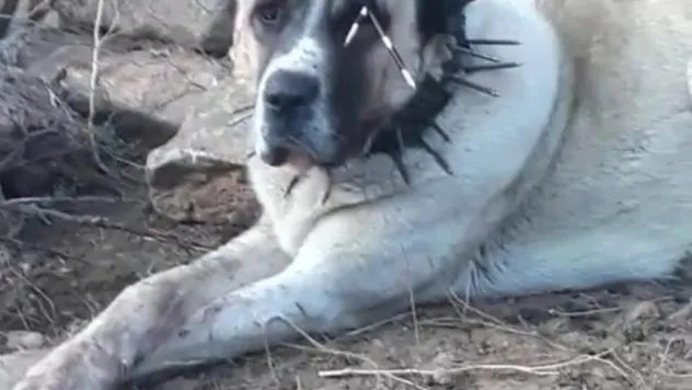 Oklu kirpi, iki köpeğin gözünü kör etti