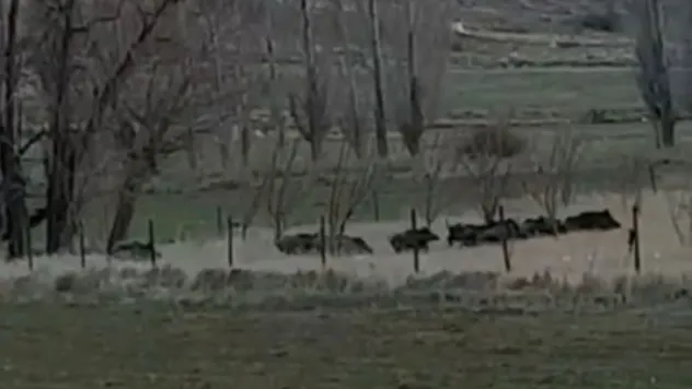 Özvatan'da yaban domuzu sürüsü görüldü