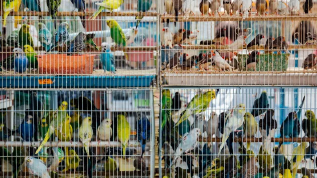 Petshoplarda papağan satışlarına ruhsat şartı