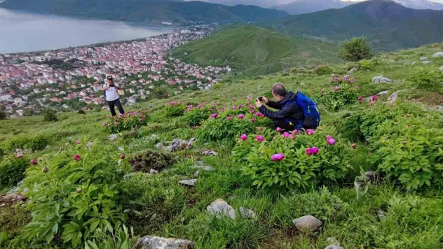 Sadece 20 günlük ömrü olan şakayıklar çiçek açtı