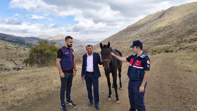 Sarız'da çalınan İngiliz atı bulundu