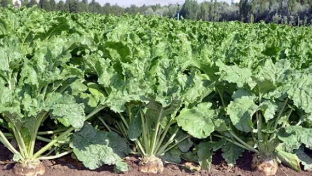 Şeker Pancarı üretiminde yeni bir sayfa açılıyor