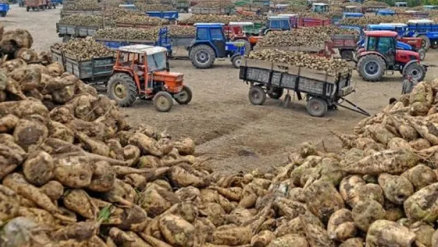 Şekerde 2024-2025 dönemi kotaları belli oldu