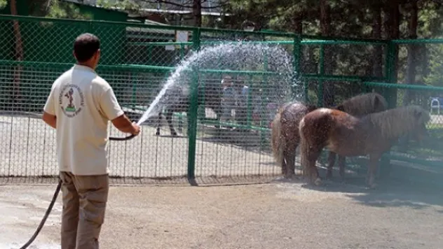 Sıcaktan bunalan hayvanları su ile serinletiyorlar
