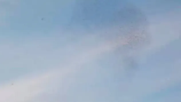 Sığırcıklardan görsel şölen