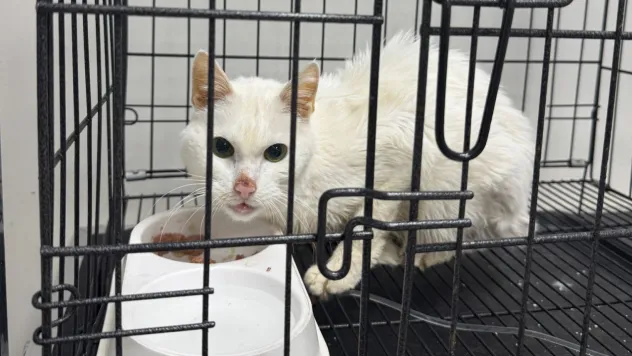 'Sokak hayvanı yoktur sahipsiz hayvan vardır'