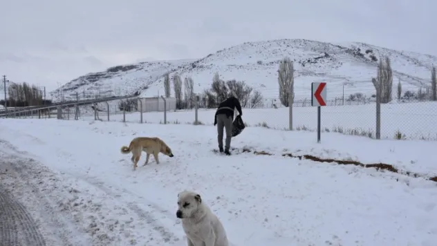 Sokak hayvanlarına mama desteği
