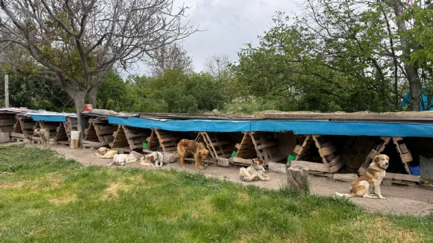 Sokak hayvanlarına umut projesi