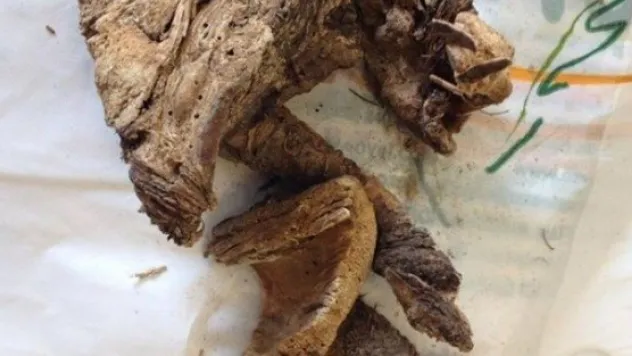 Sperm Sayısını Arttıran Çakşır Kökünün Kilosu Bin Tl'ye Satılıyor