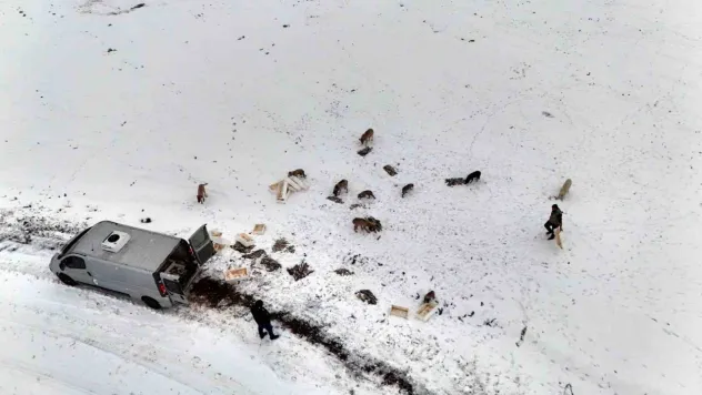 İhraç atığı balıklar yaban hayatı hayvanlarına yem oldu