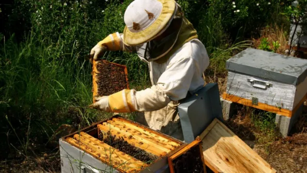 Talas'ta Arıcılık Kursu açılıyor