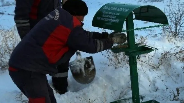Talas Belediyesi Yaban Hayatı Unutmadı 