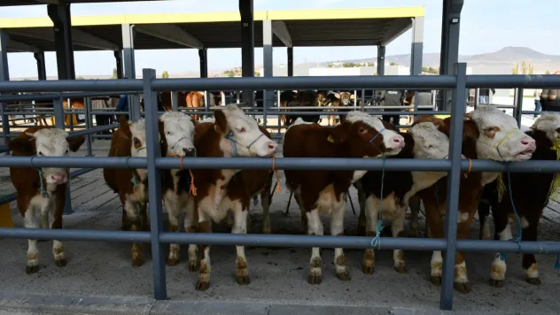 Ticaret Borsası canlı hayvan pazarı Cumhuriyet Bayramı'nda açık olacak