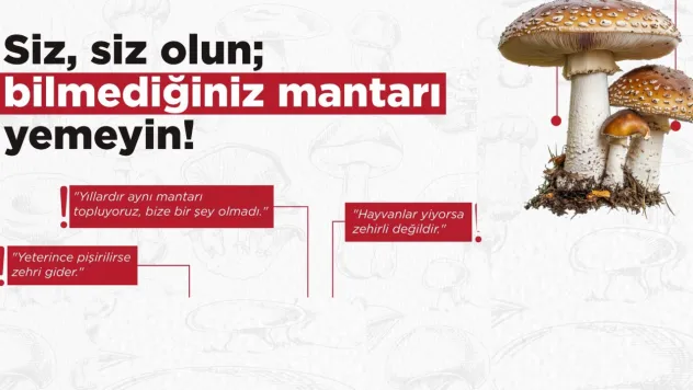 Türkiye'de en sık görülen zehirli mantar türleri