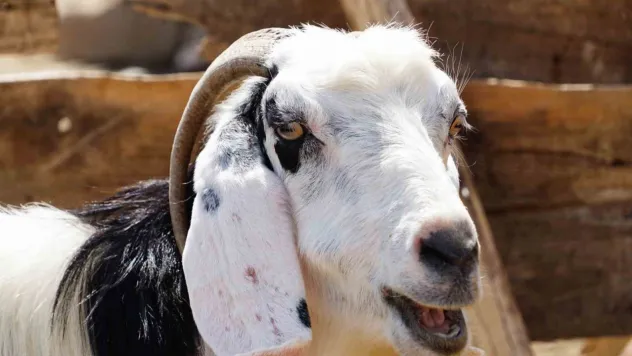 'Kurban etini hemen dondurucuya koymayın'