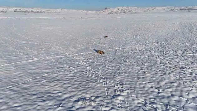 Vahşi kurtları besleyen Sivaslı o anları böyle görüntüledi