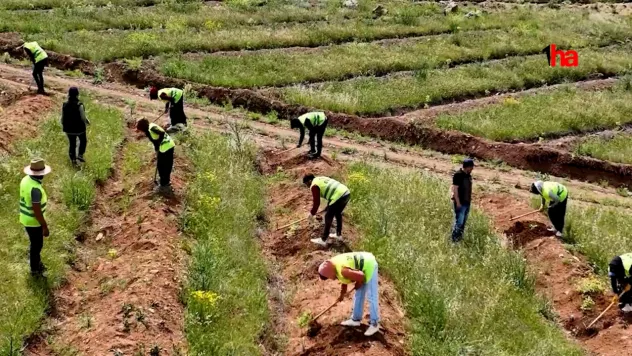 Vali Çiçek: 'Yamula için 4 milyon ağaç dikimi gerçekleştirildi'