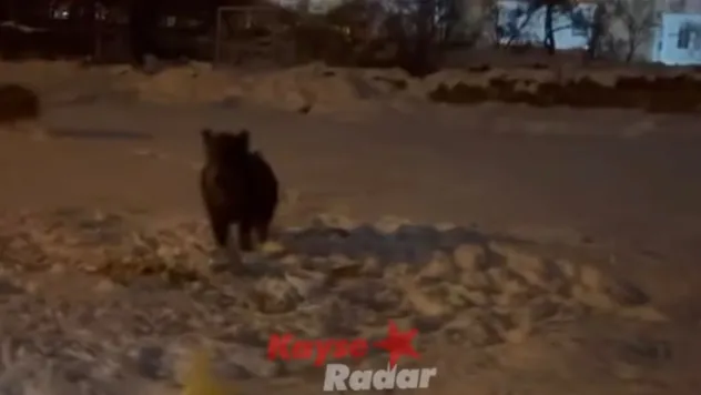 Yaban domuzları Kayseri'de şehre indi