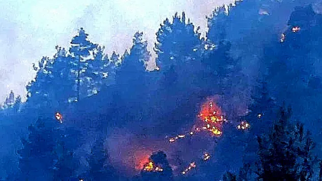 Yahyalı'da 50 dönümlük ormanlık arazi küle döndü