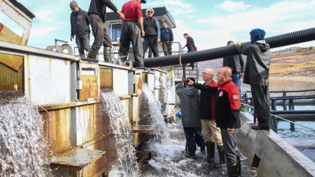 Yamula'da Türk Somonu hasadı için balık transferi gerçekleştirildi