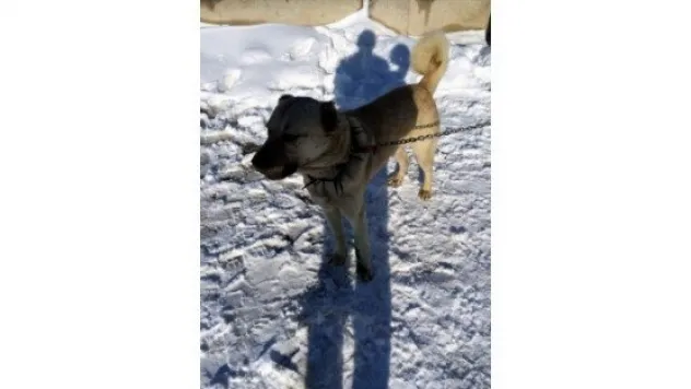 Yaralı Çoban Köpeğine Barınma Evi Sahip Çıktı