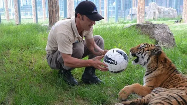 Yavru kaplan futbol topu ile egzersiz yapıyor