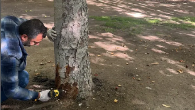 Yeşil alanlarda çevreci ilaçlama