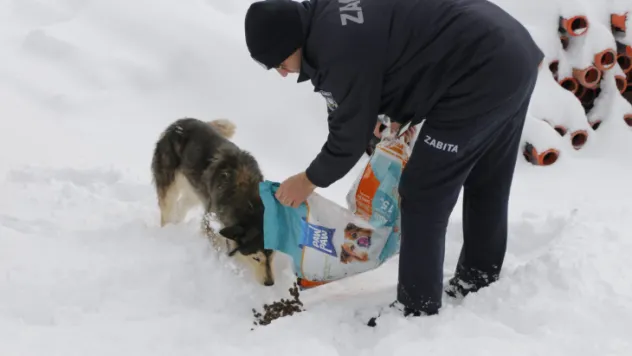 Yeşilhisar Belediyesi'nden sokak hayvanlarına yem ve ekmek desteği