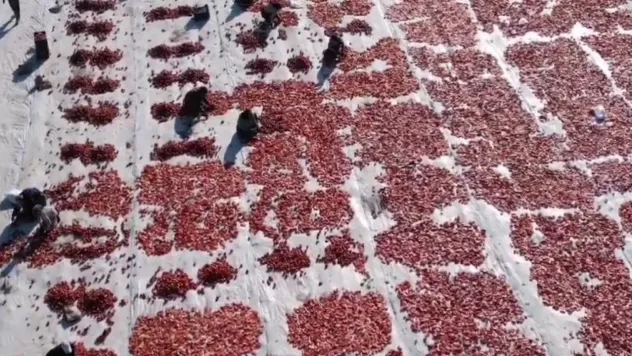 Yeşilhisar'da 9 ülkeye ihraç edilen kurutmalık domates hasadında sona gelindi