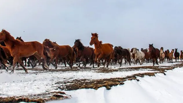 Yılkı Atları aç kalınca köye kadar indi