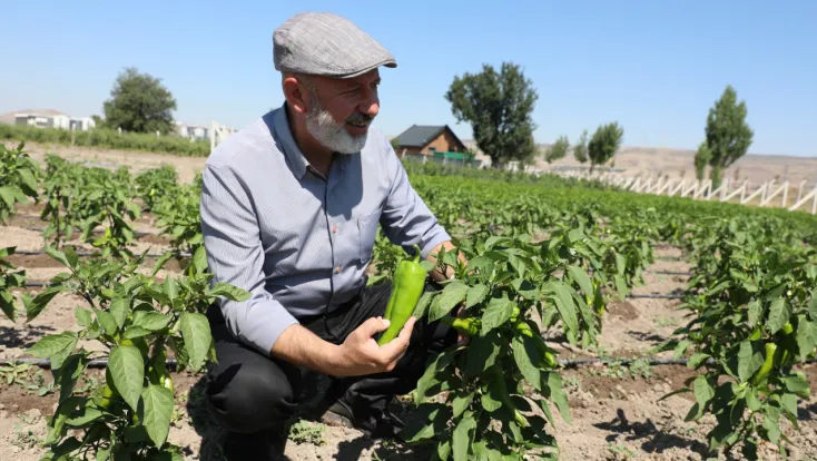 Kocasinan Belediyesi'nden Ücretsiz Kapya Biberi Tohumu