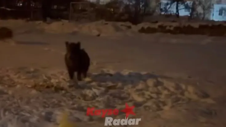 Yaban domuzları Kayseri'de şehre indi