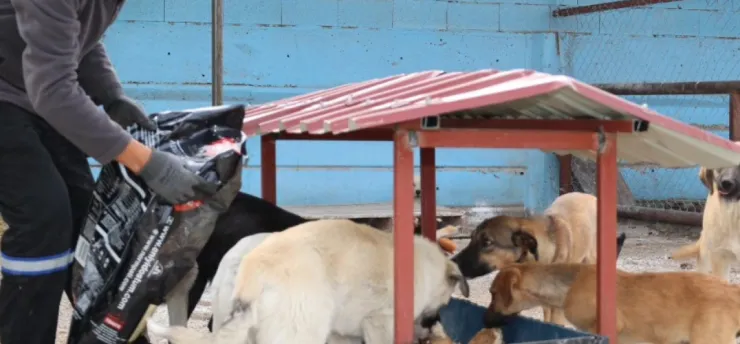 Bünyan'da 'Sokak Hayvanları Doğal Yaşam Alanı' hizmete açıldı