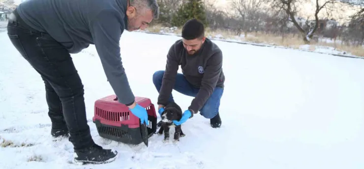 Sevimli Dost ambulansı, binlerce sokak hayvanının yardımına koştu