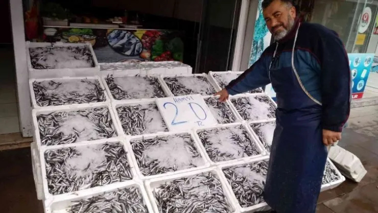 20 Liraya düşen hamsi kapış kapış gitti