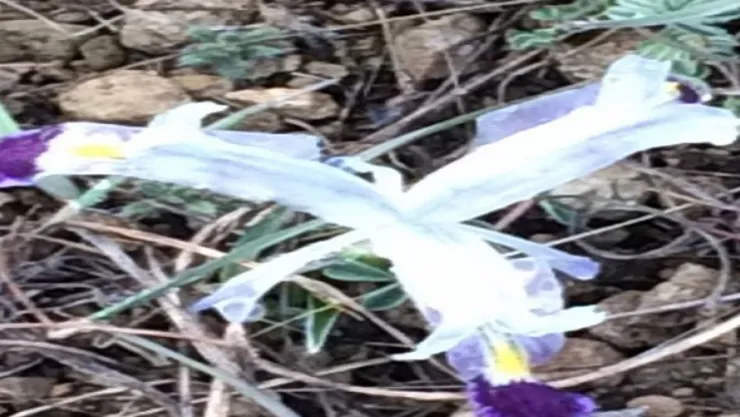 Baharın müjdecisi nevruz çiçekleri açtı