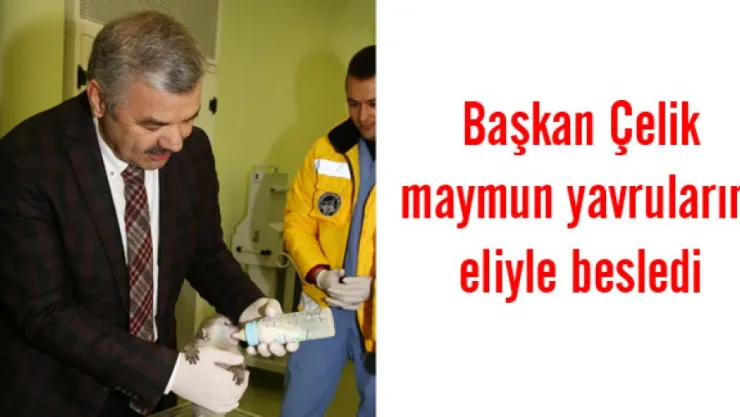 Başkan Çelik maymun yavrularını eliyle besledi