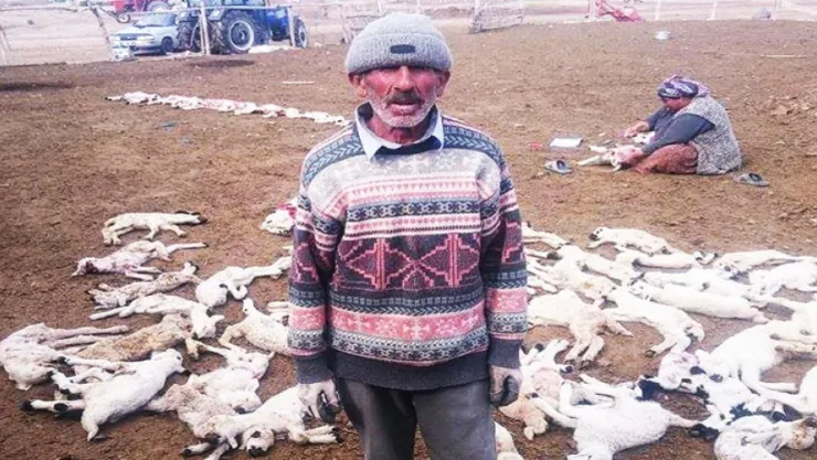 Develi'de 200 Kuzu Telef Oldu