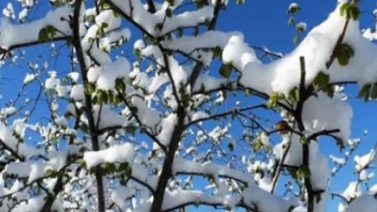 Meteorolojiden &quotZirai Don" uyarısı