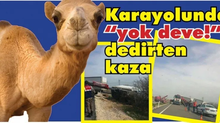 Karayoluna çıkan devenin hazin sonu