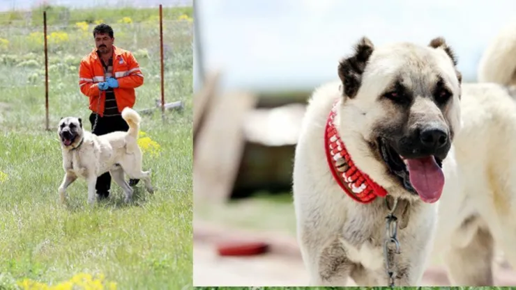 "Çipli Kangal köpeği" alıcısına güven veriyor
