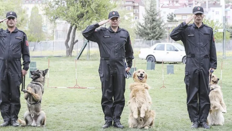 Jandarma köpeklerine doğumdan-emekliliğe özel eğitim