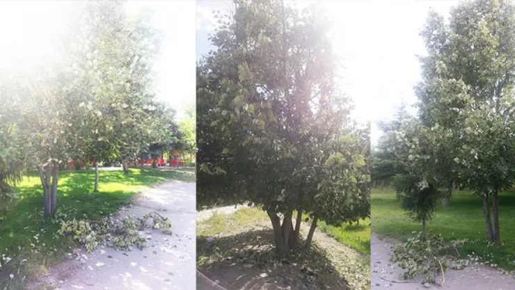Sınav mağduru ıhlamur ağaçları